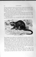 Original Old Antique Print Natural History 1893-94 Malay Palm-Civet Carnivore