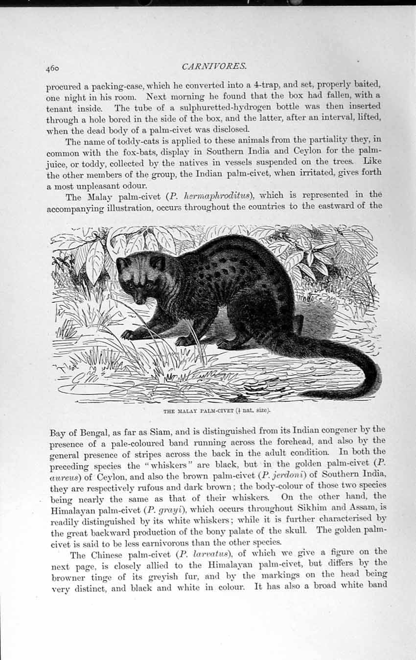 Original Old Antique Print Natural History 1893-94 Malay Palm-Civet Carnivore