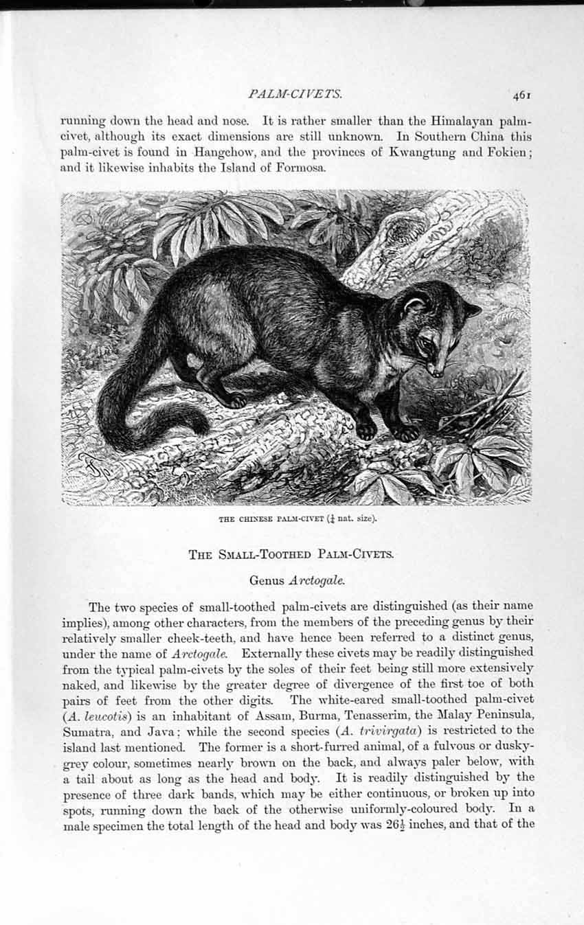 Old Antique Print Natural History 1893-94 Chinese Palm Civet Wild Animal 19th