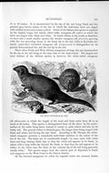 Original Old Antique Print Natural History 1893-94 Indian Mungoose Wild Animal