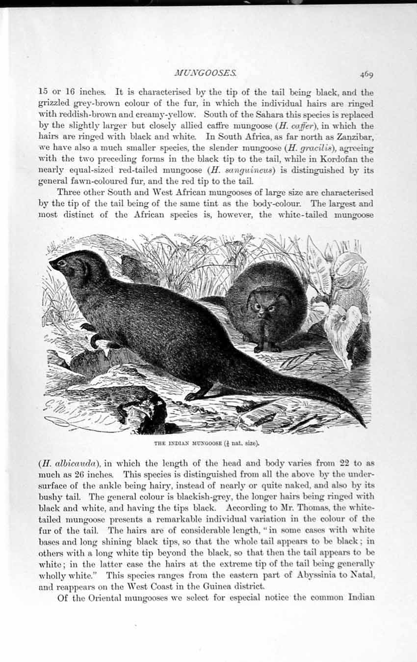 Original Old Antique Print Natural History 1893-94 Indian Mungoose Wild Animal