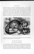 Old Antique Print Natural History 1893-94 Crab-Eating Mungoose Carnivore 19th