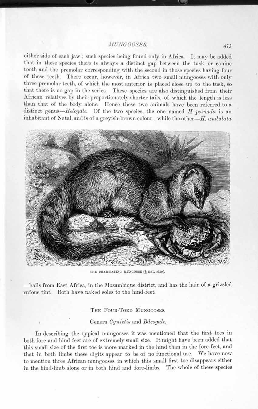 Old Antique Print Natural History 1893-94 Crab-Eating Mungoose Carnivore 19th