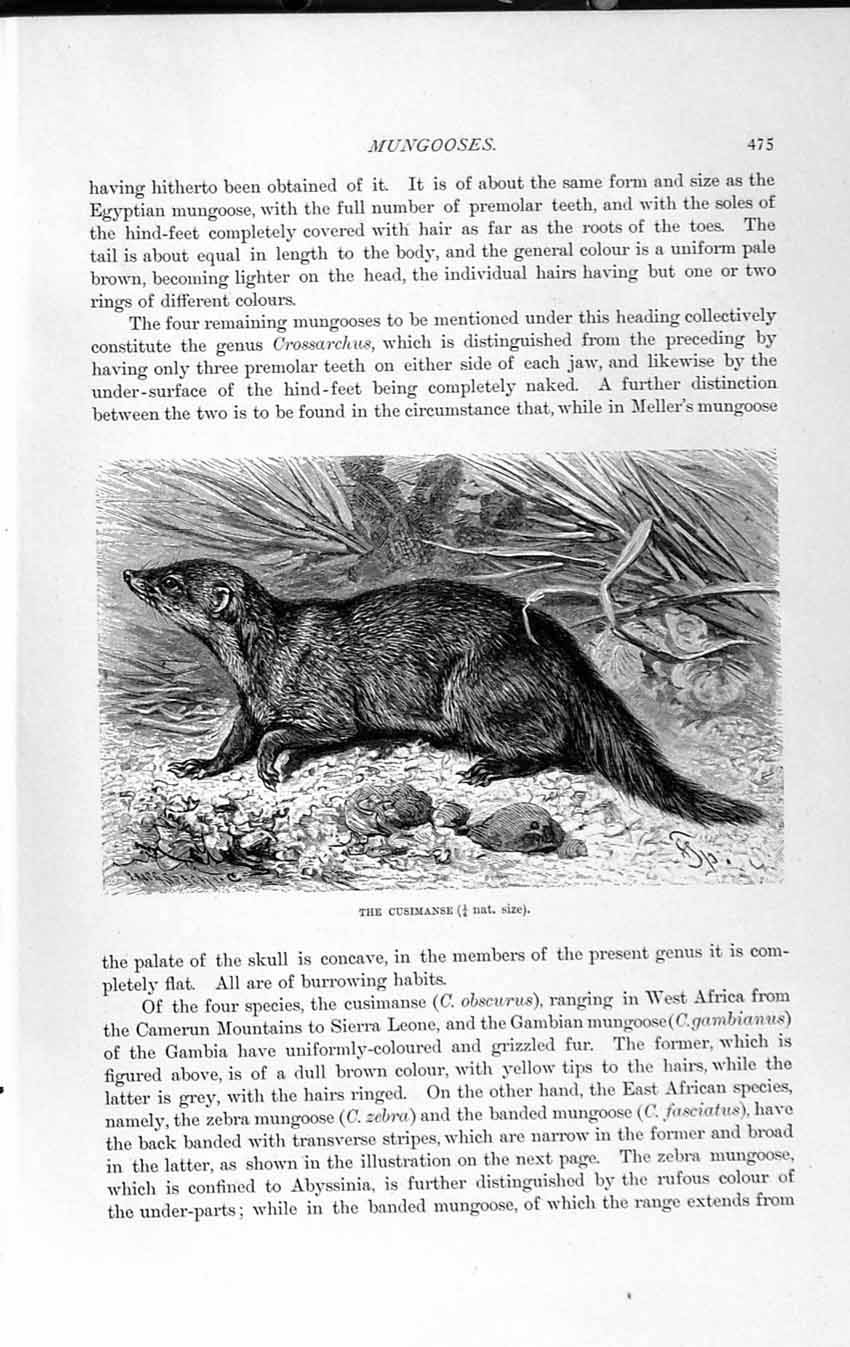 Original Old Antique Print Cusimanse Banded Mungoose Natural History 1893-94