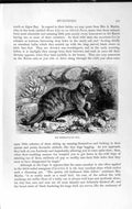 Original Old Antique Print Natural History 1893-94 Meerkat Mungoose Cynictis