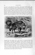 Old Antique Print Natural History 1893-94 Aard Wolf Wild Animal Carnivore 19th