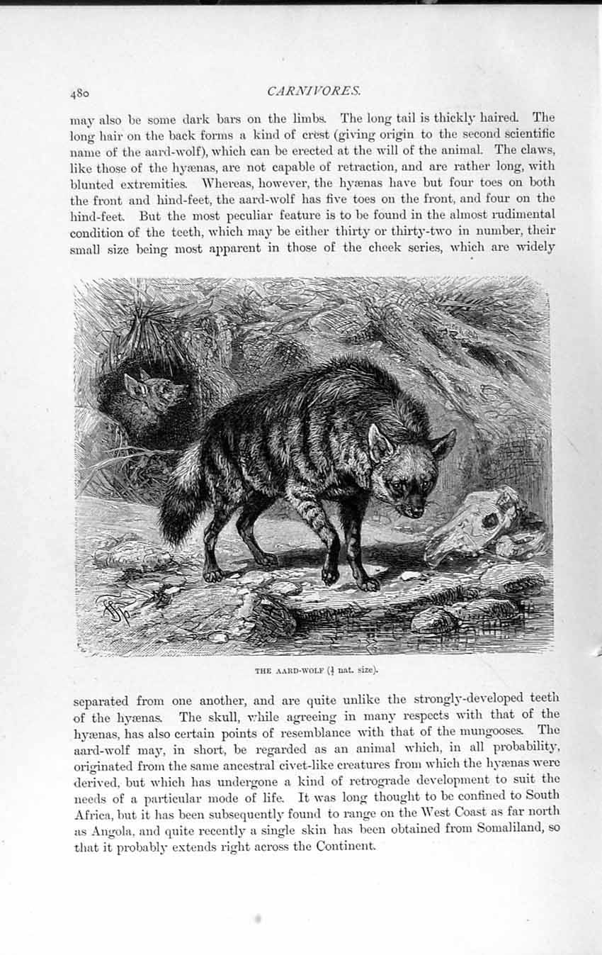 Old Antique Print Natural History 1893-94 Aard Wolf Wild Animal Carnivore 19th