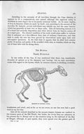 Old Antique Print Natural History 1893-94 Skeleton Hyaena Teeth Lower-Jaw 19th