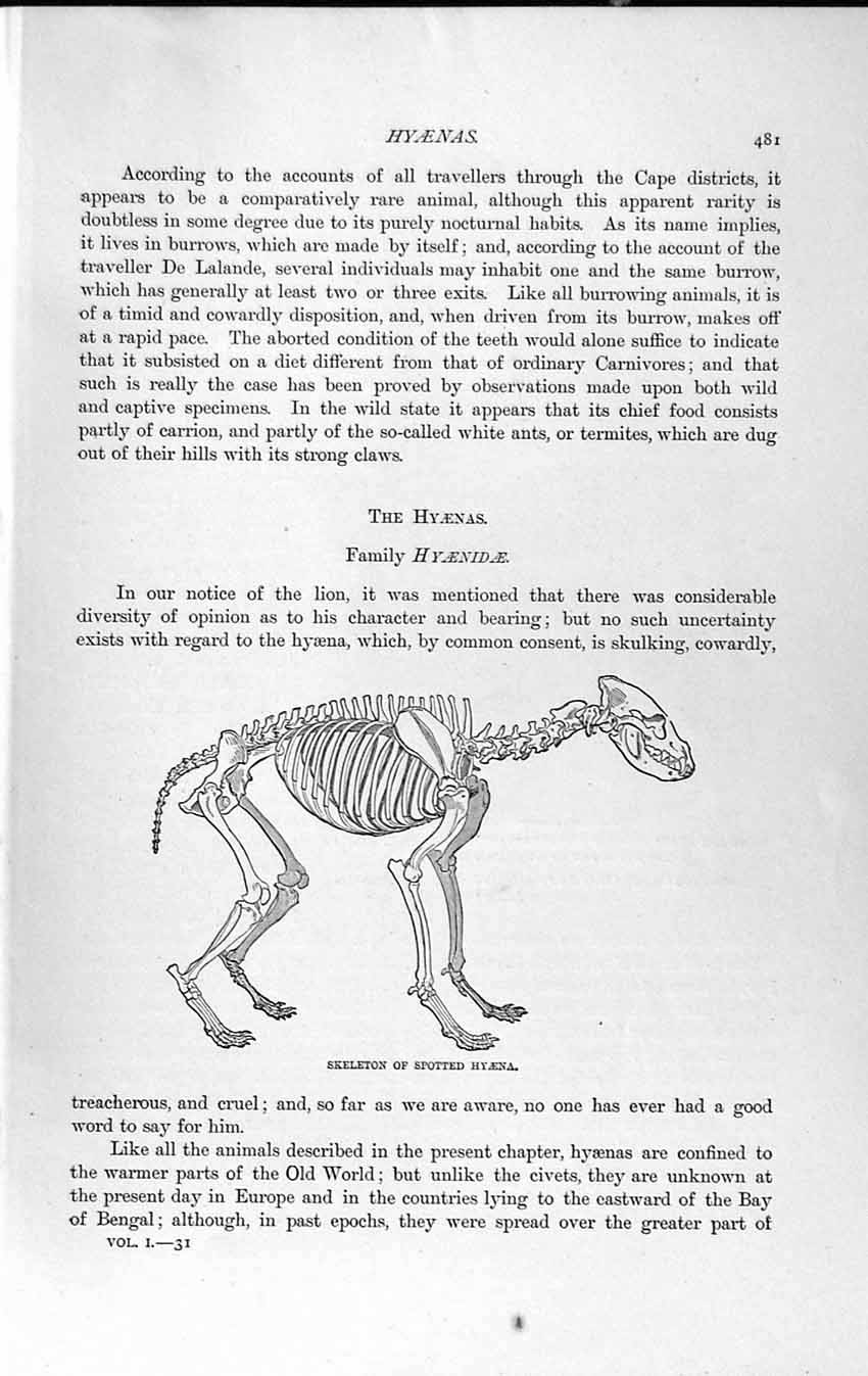 Old Antique Print Natural History 1893-94 Skeleton Hyaena Teeth Lower-Jaw 19th