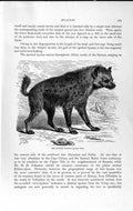 Original Old Antique Print Natural History 1893-94 Spotted Hyaena Wild Animal