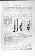 Old Antique Print Natural History 1893-94 Cheek-Teeth Fox Skeleton Wolf 19th