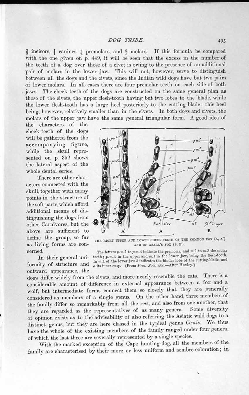 Old Antique Print Natural History 1893-94 Cheek-Teeth Fox Skeleton Wolf 19th