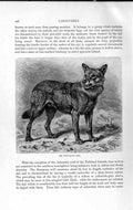 Original Old Antique Print Natural History 1893-94 Carnivore Wild Wolf America