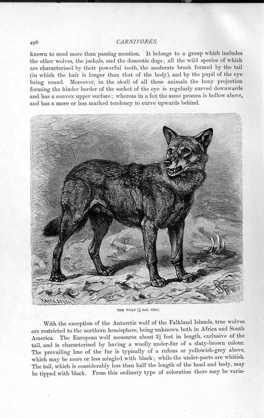 Original Old Antique Print Natural History 1893-94 Carnivore Wild Wolf America