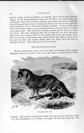Original Old Antique Print Carnivores Coyote America Natural History 1893-94