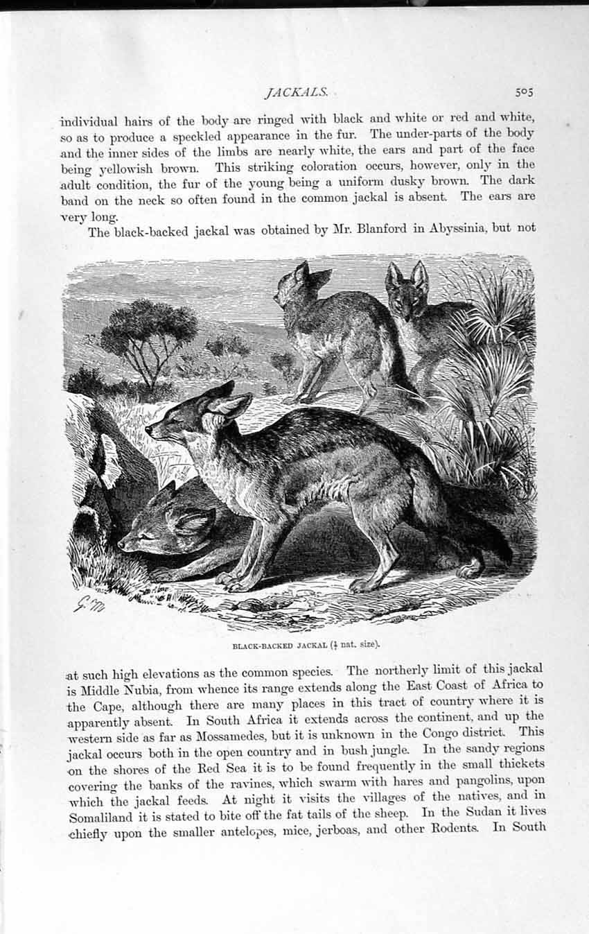 Original Old Antique Print Natural History 1893-94 Side-Striped Backed Jackal