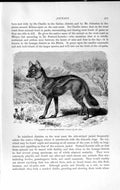 Original Old Antique Print Natural History 1893-94 Side-Striped Jackal Animal