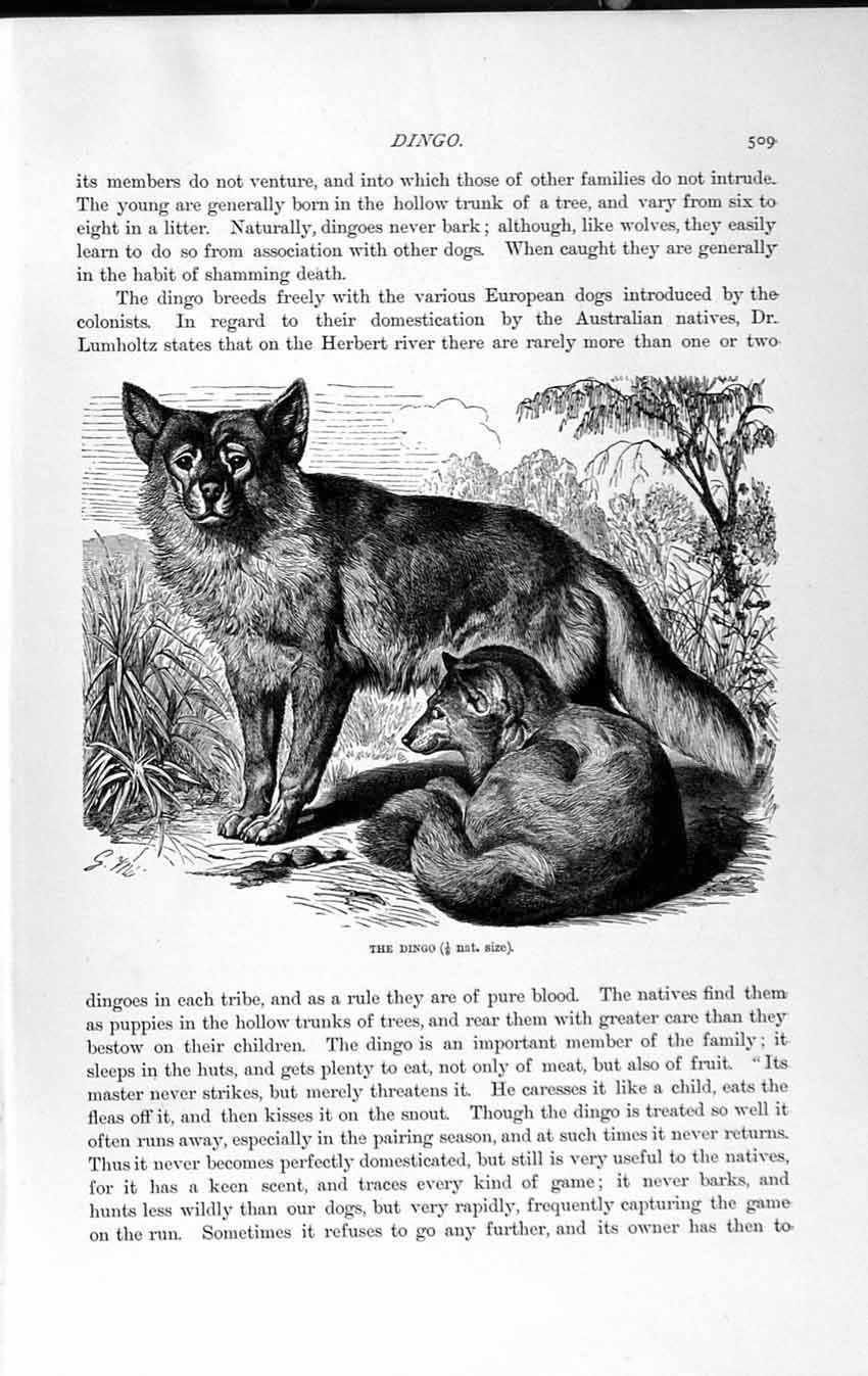 Old Antique Print Natural History 1893-94 Dingo Dog Wild Animal Australia 19th