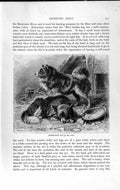 Original Old Antique Print Natural History 1893-94 Pomeranian Domestic Dogs