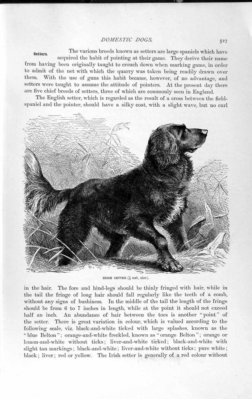 Original Old Antique Print Natural History 1893-94 Domestic Dog Irish Setter