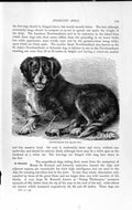 Original Old Antique Print Newfoundland Dog St. Bernard Natural History 1893-94