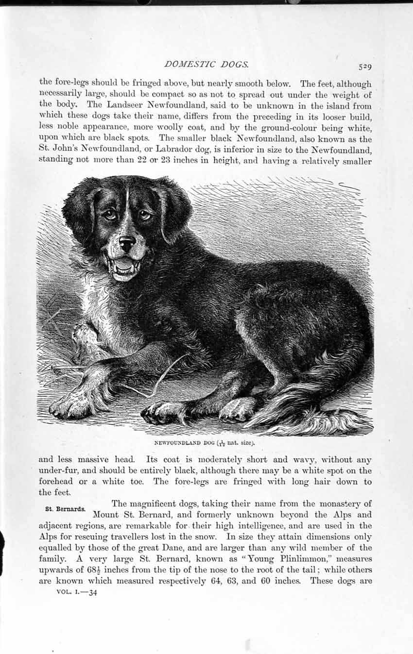 Original Old Antique Print Newfoundland Dog St. Bernard Natural History 1893-94