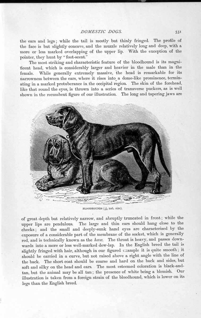 Original Old Antique Print Natural History 1893-94 Bloodhounds Dogs Staghounds