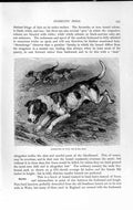 Old Antique Print Natural History 1893-94 Foxhounds Dogs Otterhound Pets 19th