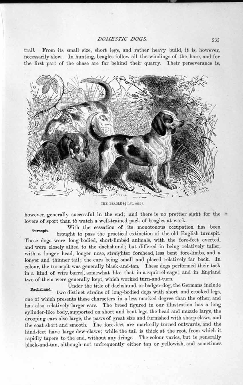 Old Antique Print Natural History 1893-94 Beagle Dog Dachshund Domestic 19th