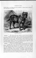 Old Antique Print Natural History 1893-94 Bull-Dog German Boarhounds Dog 19th