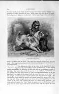 Original Old Antique Print Natural History 1893-94 Carnivore Welsh Terrier Dogs