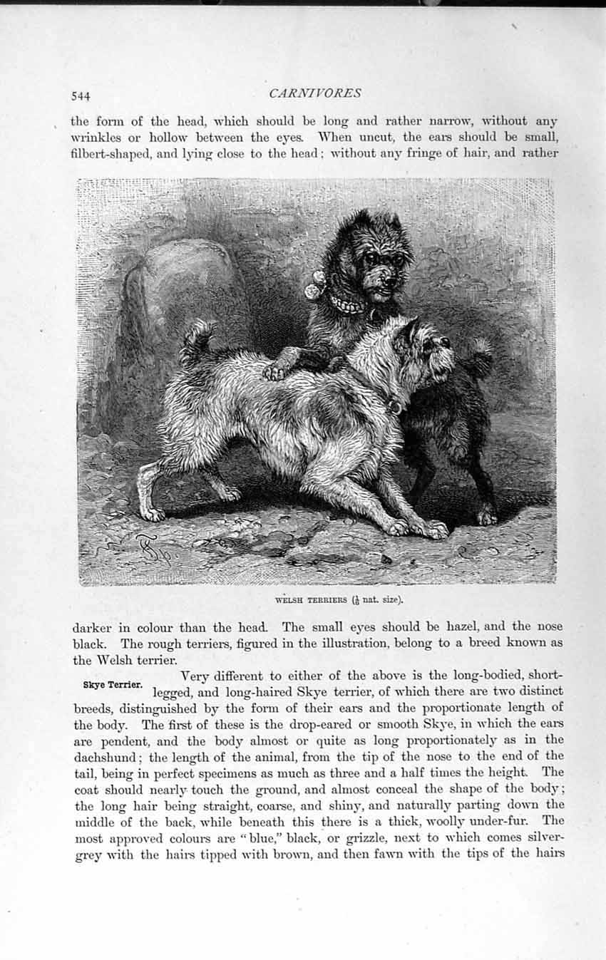Original Old Antique Print Natural History 1893-94 Carnivore Welsh Terrier Dogs
