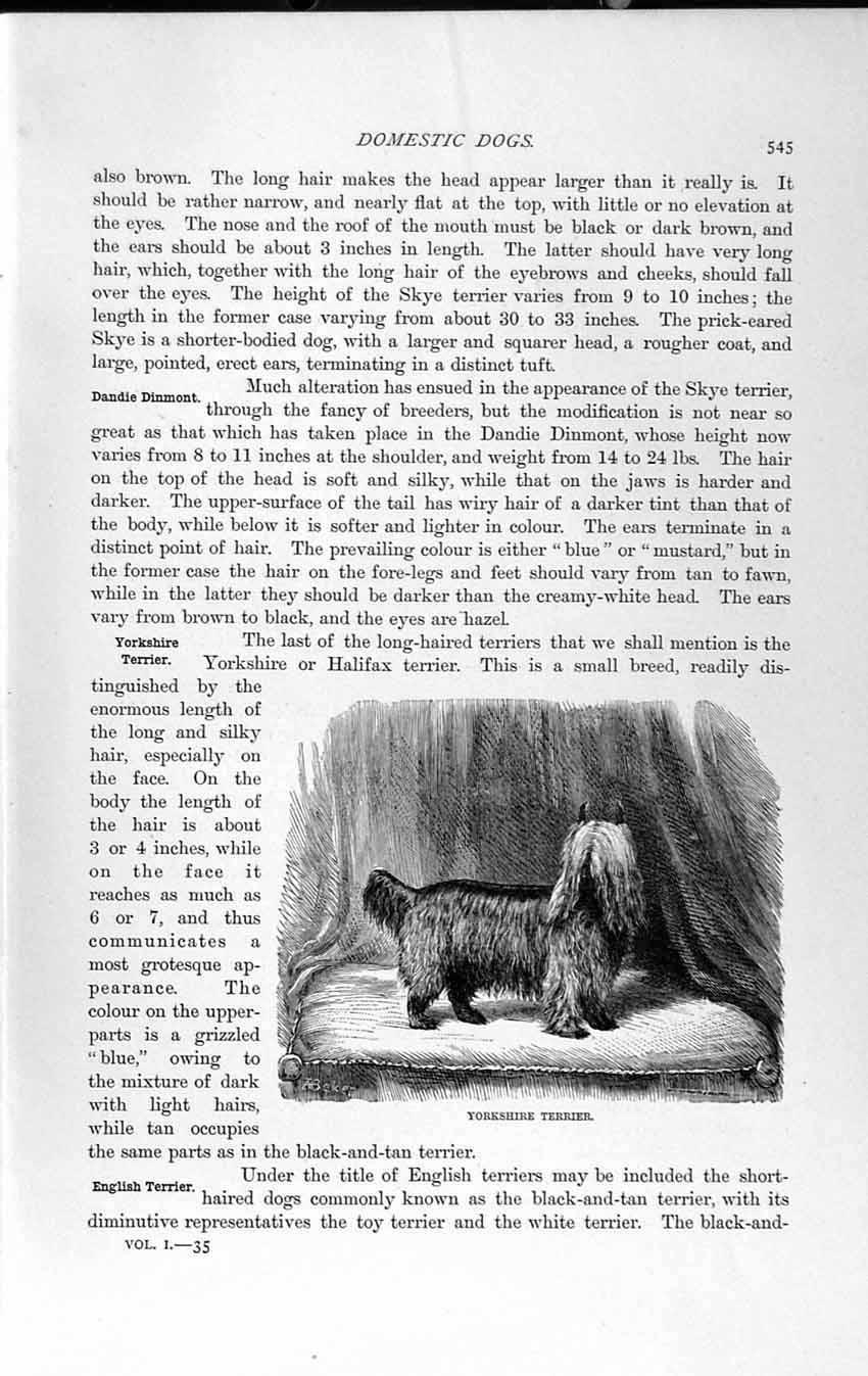 Original Old Antique Print Yorkshire Terrier Dogs Rough Natural History 1893-94