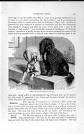 Old Antique Print Natural History 1893-94 White Black Poodle Siberian Dog 19th