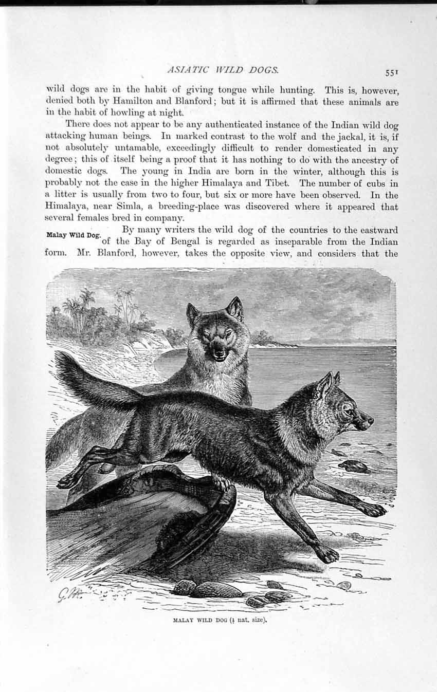 Old Antique Print Natural History 1893-94 Malay Wild Dog Asiatic Animals 19th