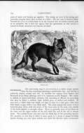 Old Antique Print Carnivore Natural History 1893-94 Azara Dog Crab Eating 19th