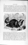 Original Old Antique Print Natural History 1893-94 Carnivore Raccoon Dog Animal