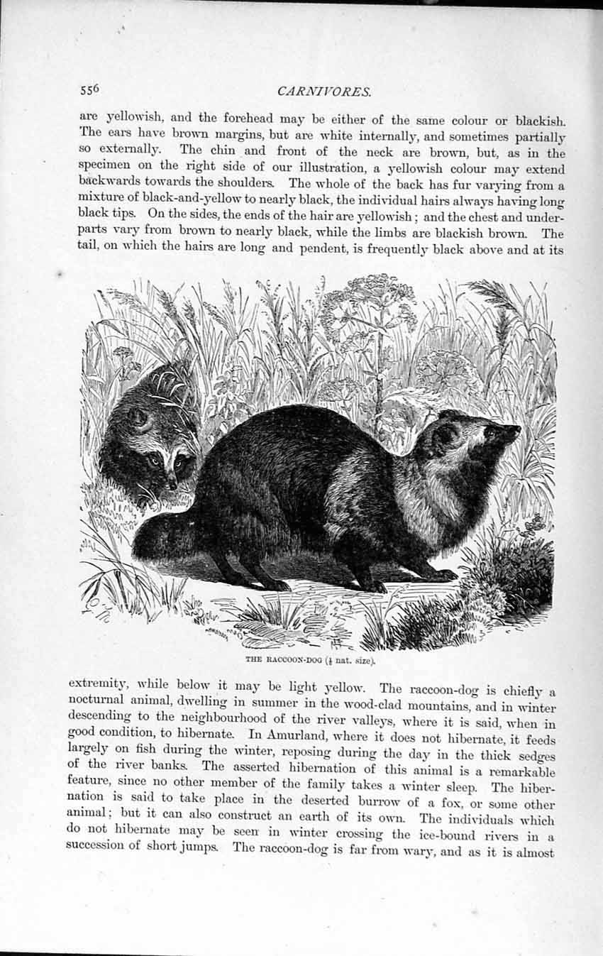 Original Old Antique Print Natural History 1893-94 Carnivore Raccoon Dog Animal