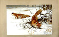Old Antique Print Natural History 1893-94 Common Fox Wild Animal Colour 19th