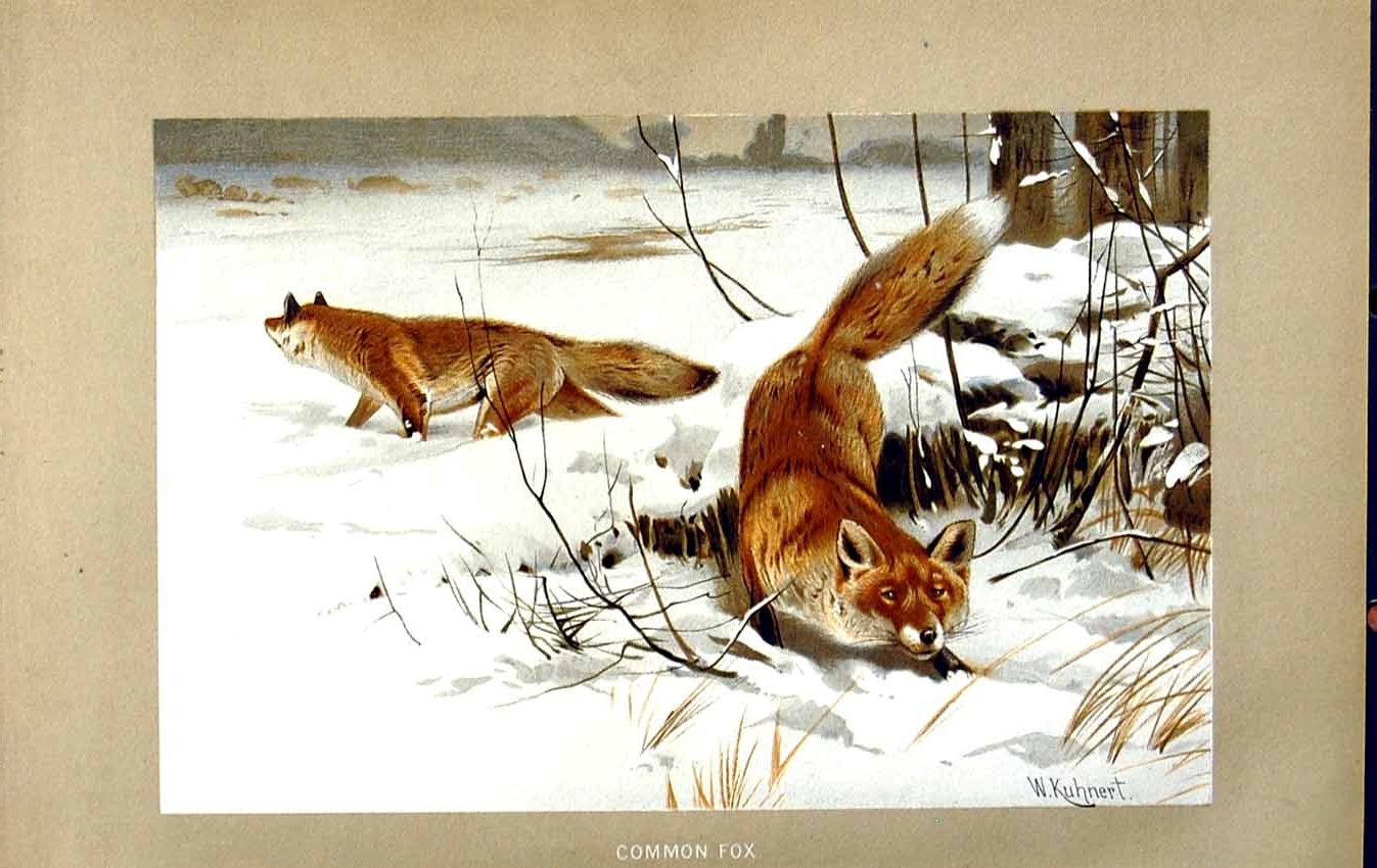 Old Antique Print Natural History 1893-94 Common Fox Wild Animal Colour 19th