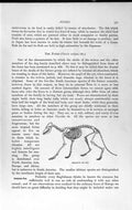 Original Old Antique Print Natural History 1893-94 Skeleton Fox Canis Vulpes