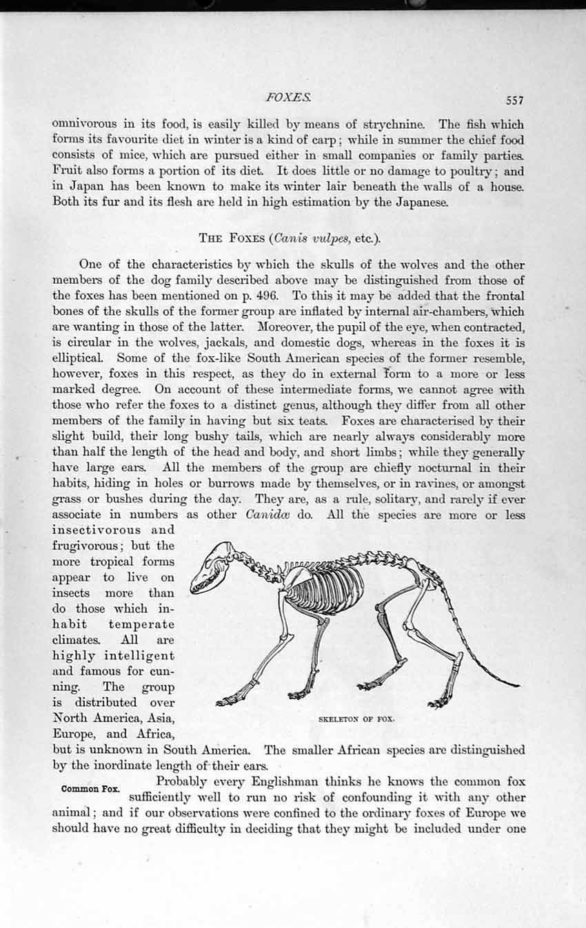 Original Old Antique Print Natural History 1893-94 Skeleton Fox Canis Vulpes