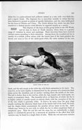 Old Antique Print Natural History 1893-94 Arctic Fox Ice Carnivore Hunter 19th