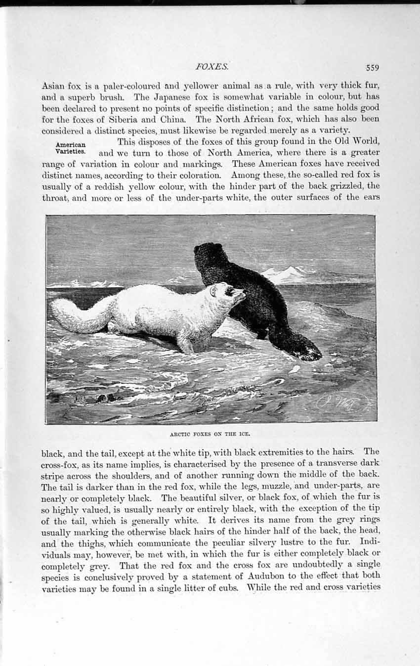 Old Antique Print Natural History 1893-94 Arctic Fox Ice Carnivore Hunter 19th
