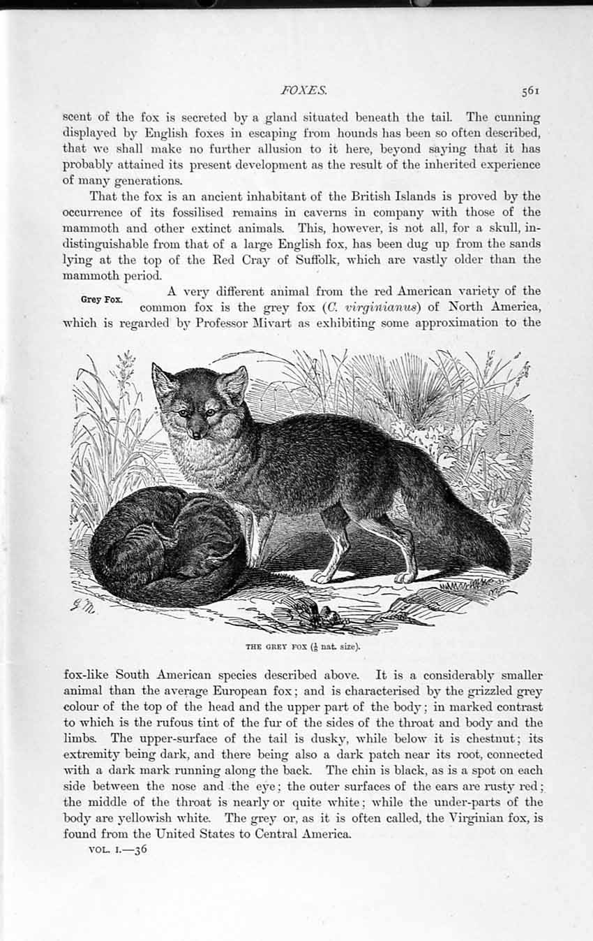 Old Antique Print Natural History 1893-94 Grey Fox Wild Animal Carnivore 19th