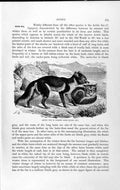 Old Antique Print Natural History 1893-94 Arctic Fox Summer Winter Dress 19th