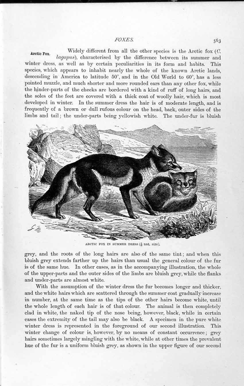 Old Antique Print Natural History 1893-94 Arctic Fox Summer Winter Dress 19th