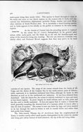Original Old Antique Print Natural History 1893-94 Carnivore Corsac Fox Animals