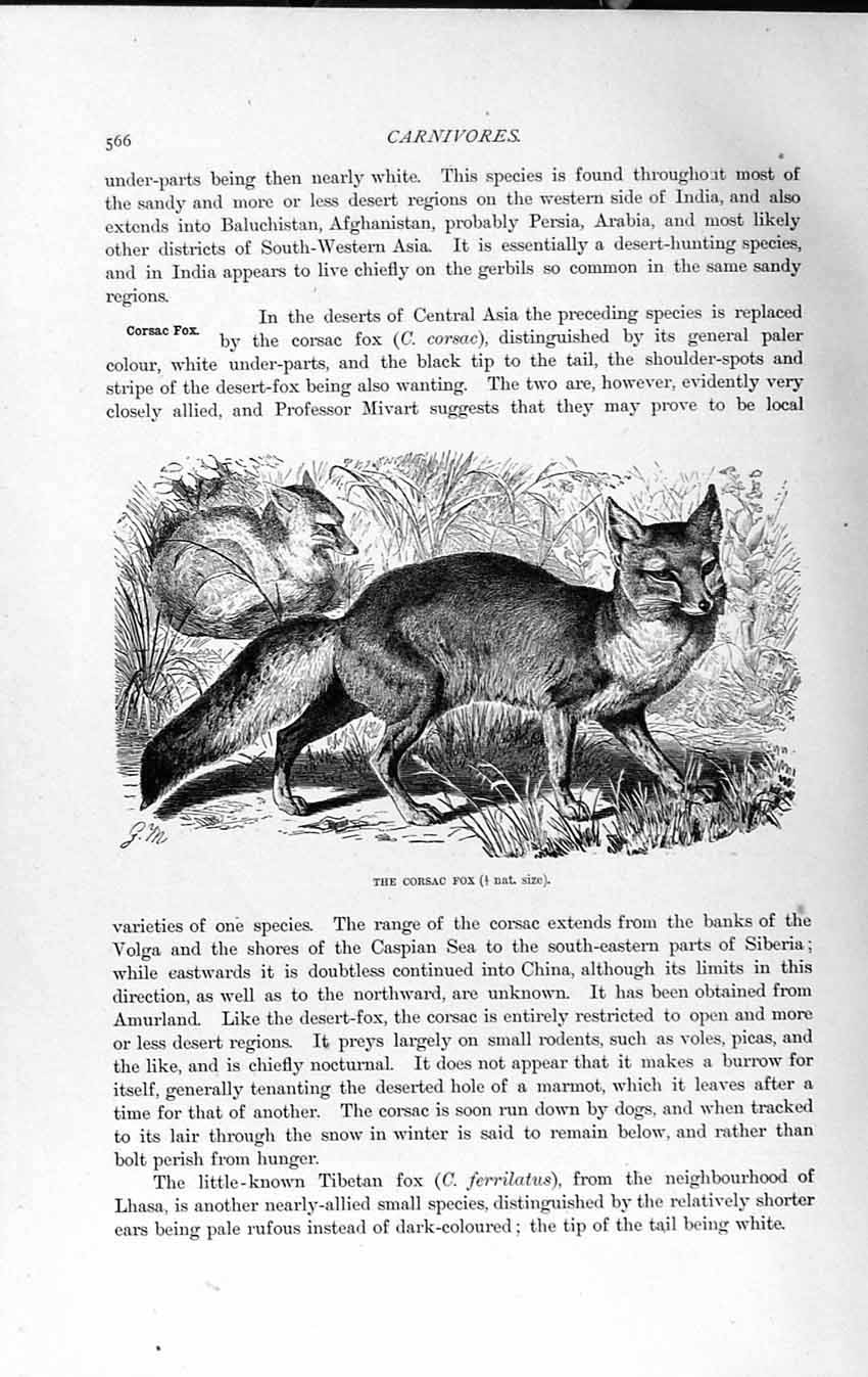 Original Old Antique Print Natural History 1893-94 Carnivore Corsac Fox Animals
