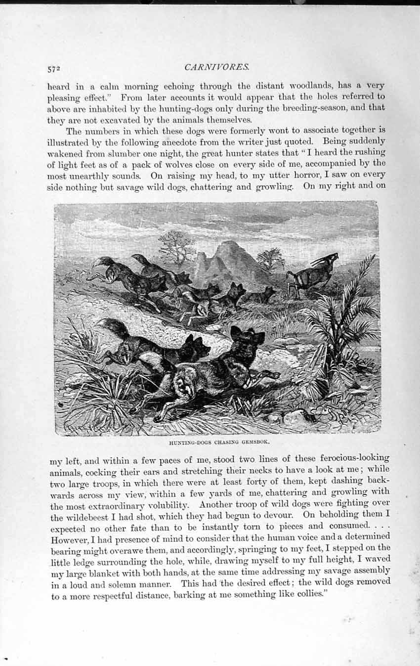 Original Old Antique Print Natural History 1893-94 Hunting Dogs Chasing Gemsbok